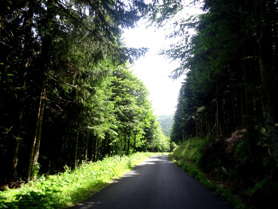Forêt de Museran, juste avant la chartreuse de Bonnefoy, A… 
