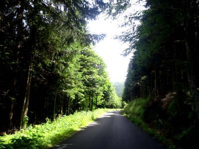 Forêt de Museran, juste avant la chartreuse de Bonnefoy, A… 