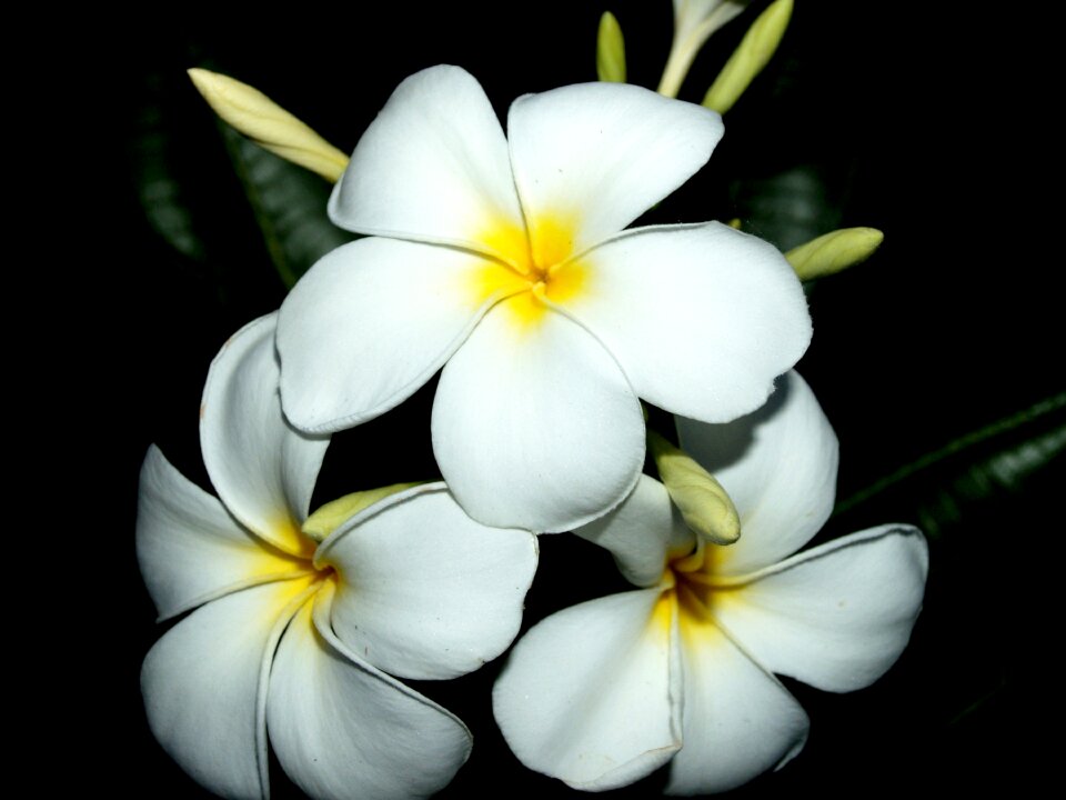 Decoration floral petal