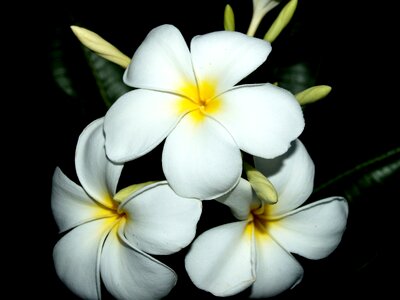 Decoration floral petal