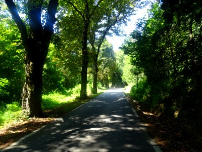 La petite D920 monte à l'ombre des grands arbres entre Ver… 