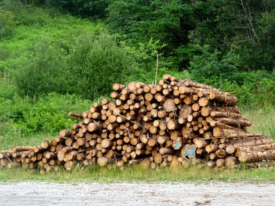Tas de bois au col de la Frajure, Villelongue, commune de … 