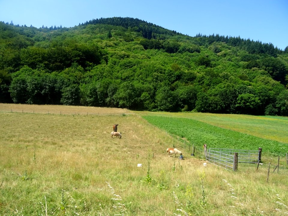 Un cheval et deux poneys au pré, hameau de La Métairie Ne… | Flickr