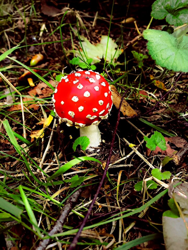 Autumn red weißgepunktet