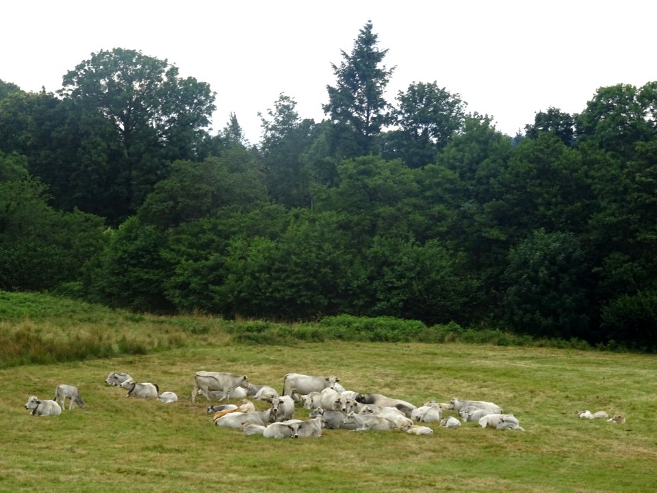 Vaches, de race Gasconne, avant Roquefère, Hérault 