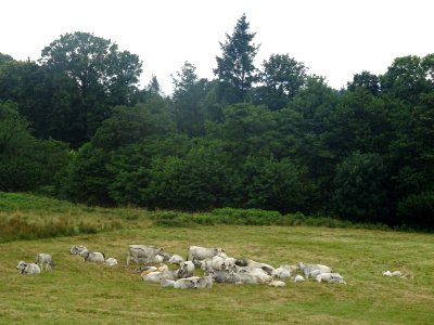 Vaches, de race Gasconne, avant Roquefère, Hérault 