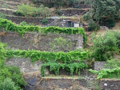 Des vignes en terrasses à Roquefère, Hérault 