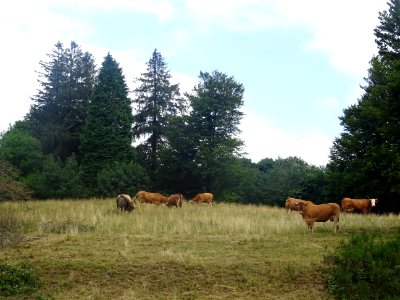 Des vaches 