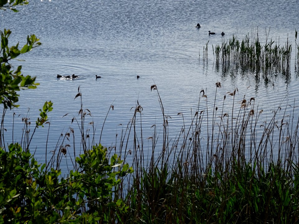 Etang de Saclay, Saclay, Essonne 