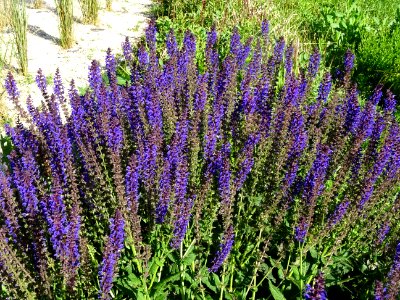 Sauge des prés, Salvia pratensis, Lamiacées 