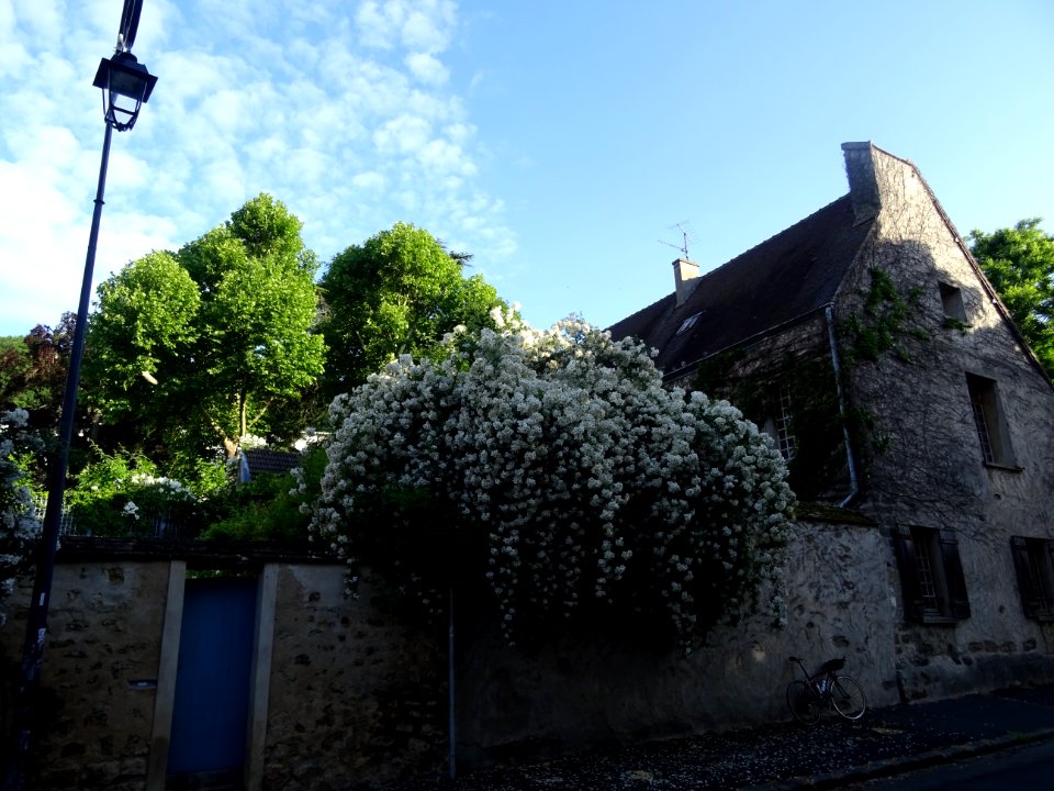 Maison et énorme arbuste fleuri, Palaiseau, Essonne 