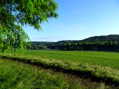 Champ de maïs, entre Bièvres et Igny, Essonne 