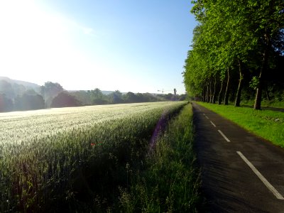 Champ de blé, entre Bièvres et Igny, Essonne 