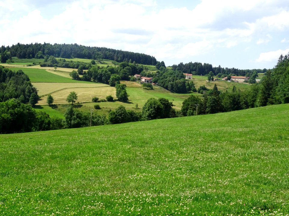 Prairies, petits bosquets, avant St-Régis-du-Coin, Loire 