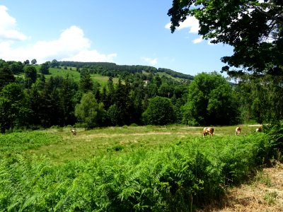 Fougères, vaches et forêts, avant St-Régis-du-Coin, Loire 