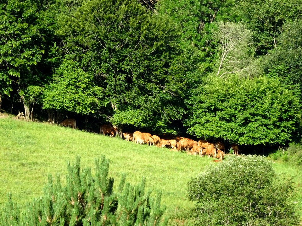 Des vaches déjà planquées à l'ombre, à la sortie d'Yzeron,… 