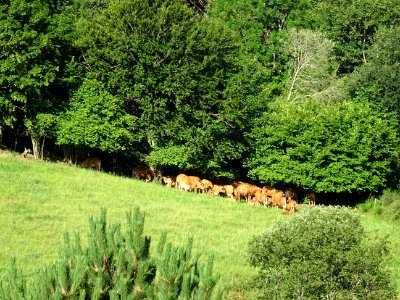 Des vaches déjà planquées à l'ombre, à la sortie d'Yzeron,… 