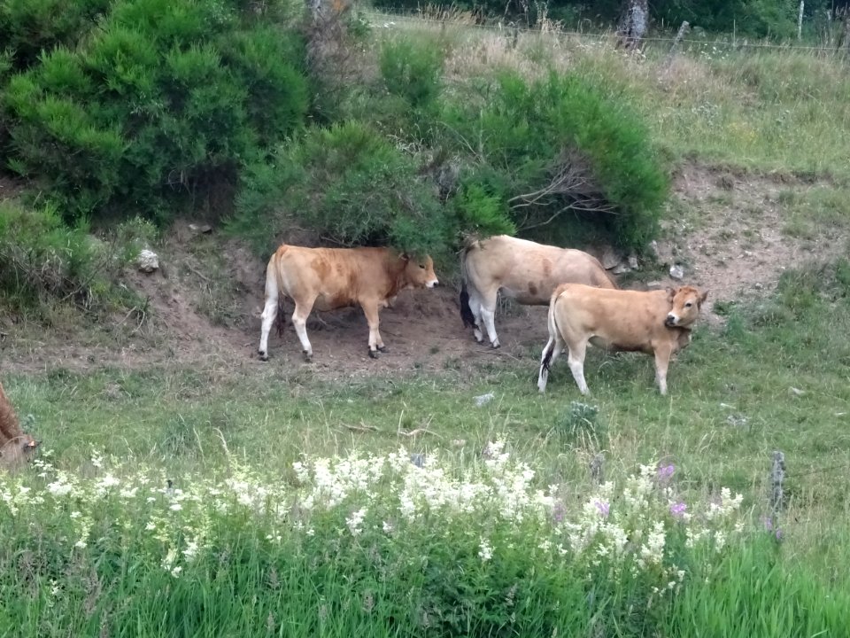 Des vaches se grattent le dos, Châteauneuf-de-Randon, Lozè… 