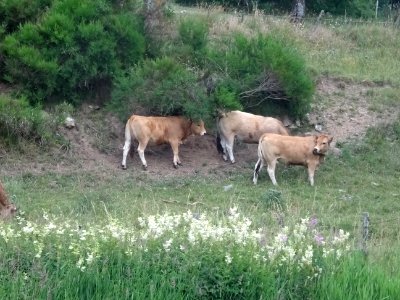 Des vaches se grattent le dos, Châteauneuf-de-Randon, Lozè… 