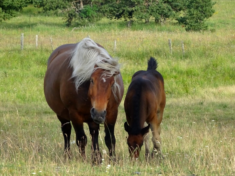 Une jument et son poulain 