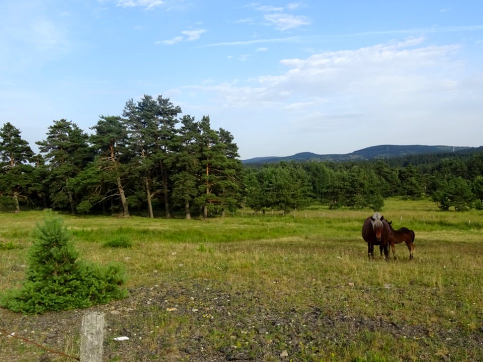 Une jument et son poulain 