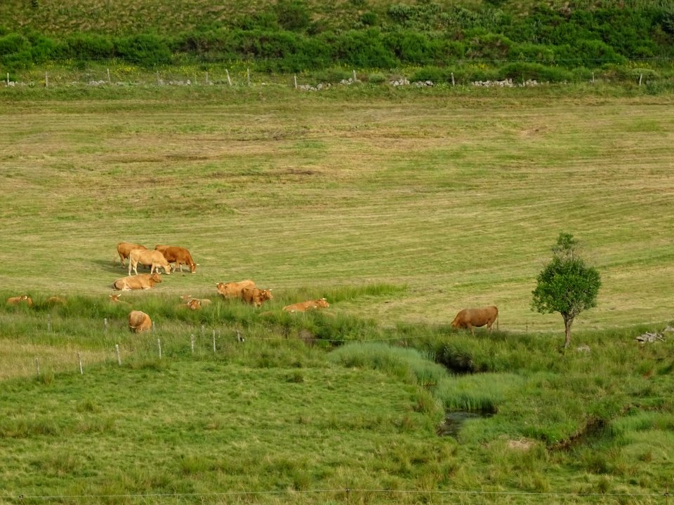 Vaches au pré, hameau de Boissanfeuilles, Lozère 
