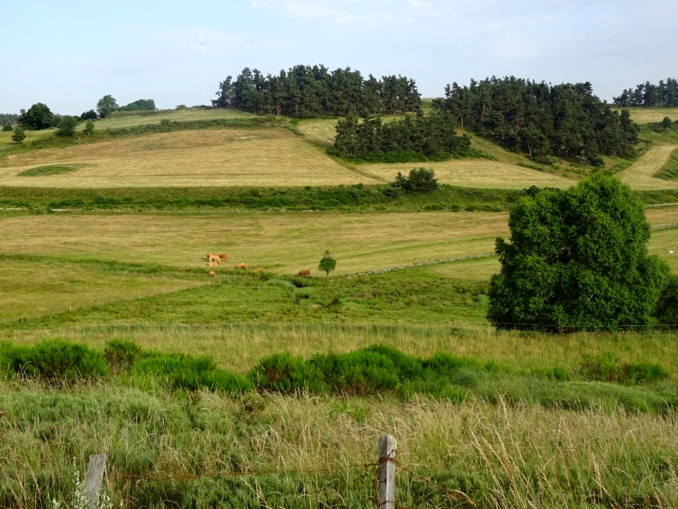 Vaches au pré, hameau de Boissanfeuilles, Lozère 