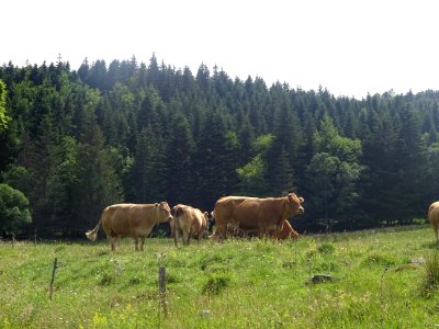 Ca va les vaches ... ? 