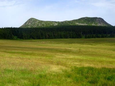 Prairies, troupeau, forêt et Mont Mézenc, à la limite de l… 