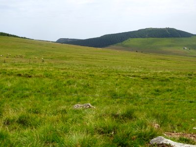 Immenses prairies et forêts sous le Mont Mézenc, à la limi… 