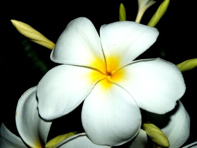 Decoration floral petal