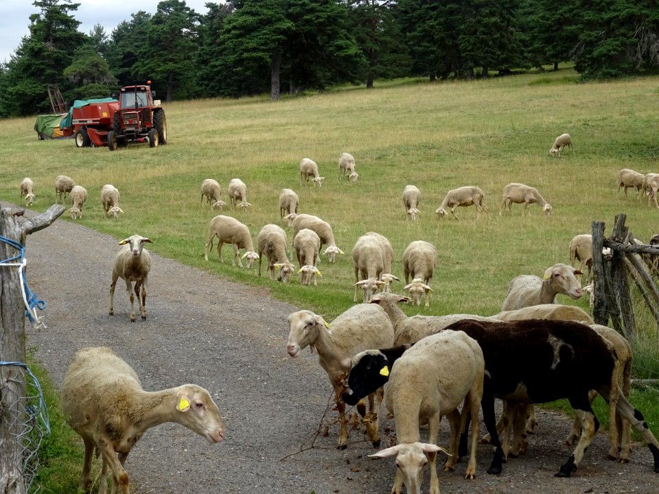 Moutons, à la ferme fortifiée du Choizal, sur le Causse de… 