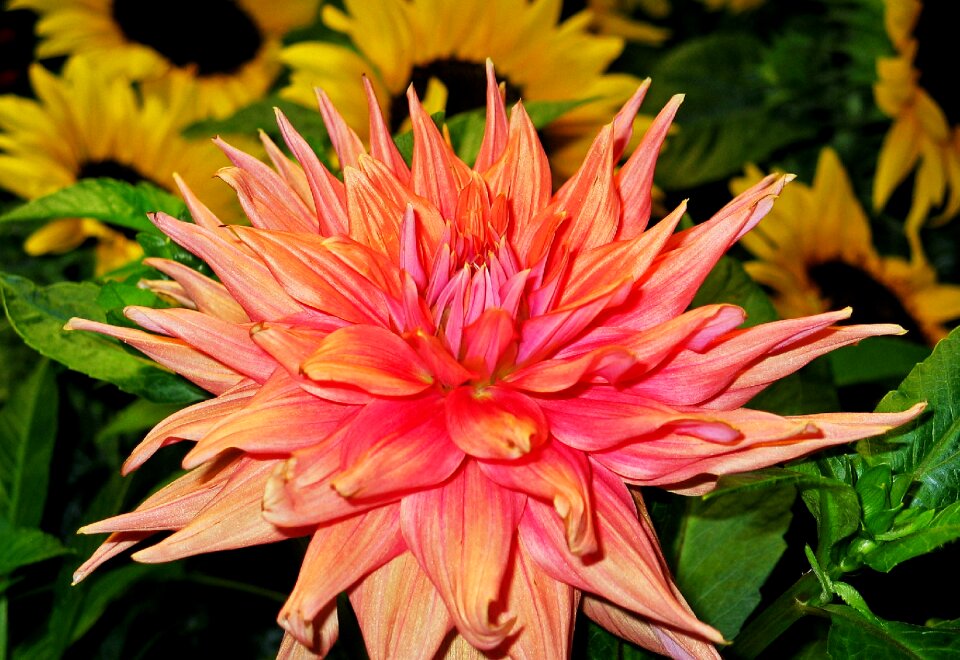 Petals pink flora