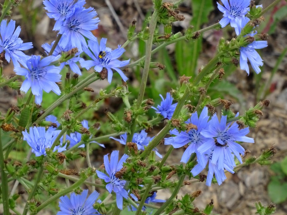 Chicorée sauvage, Cichorium intybus, Astéracées 