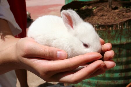 Rabbit white hand photo