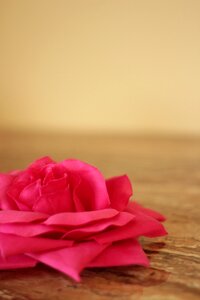 Rose flower brown rose