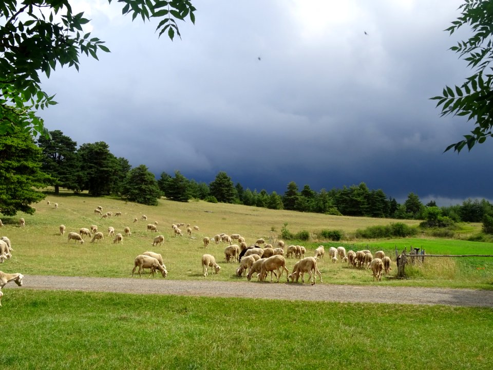 Moutons sur le domaine de la ferme fortifiée du Choizal, s… 