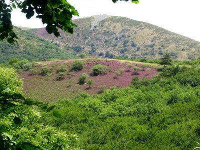 Colline couverte de bruyères mauve 