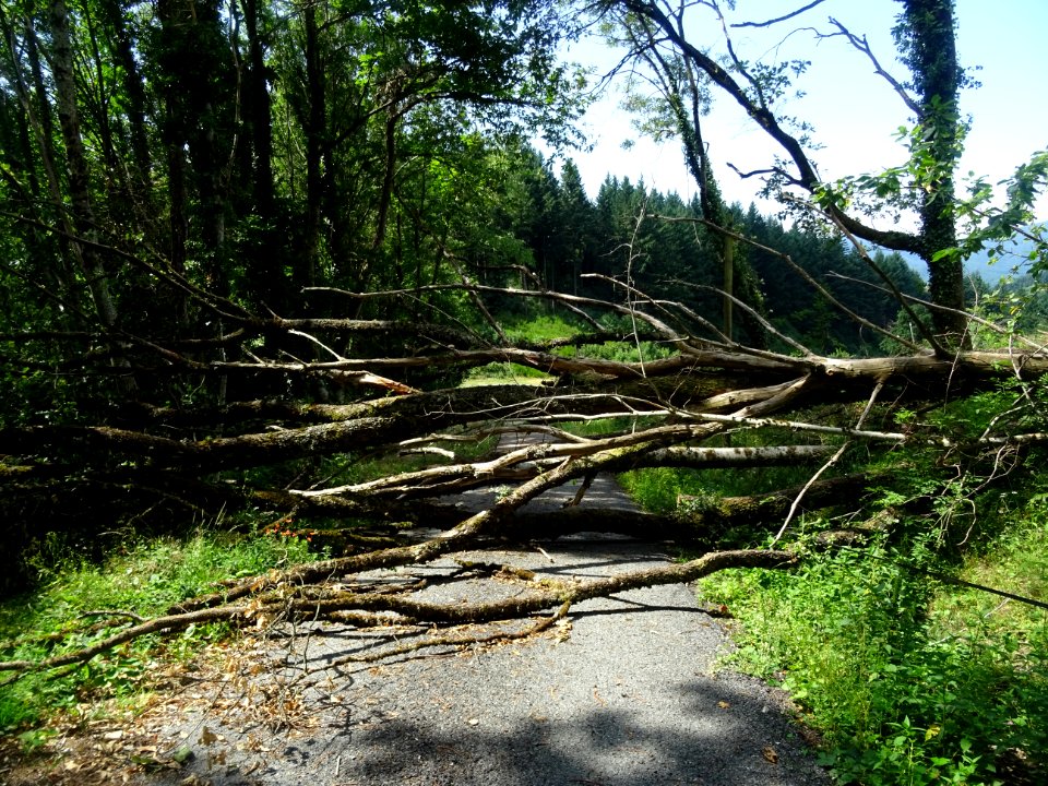Arbres abattus par un orage, route barrée entre Prouilhe e… 
