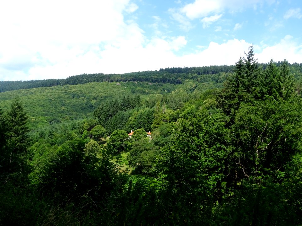 Forêt Domaniale du Haut Agout, Hérault 