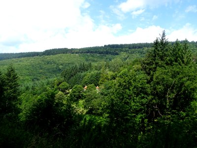Forêt Domaniale du Haut Agout, Hérault 