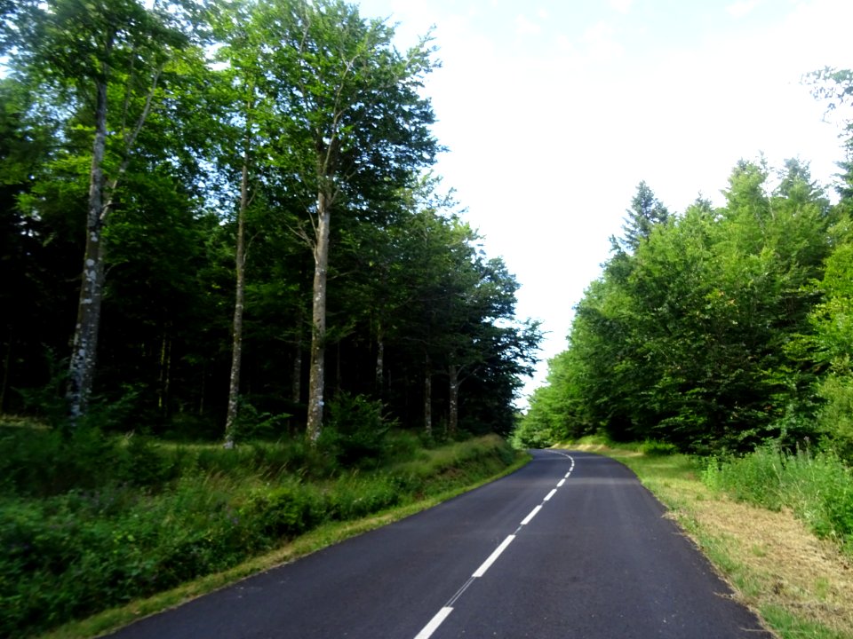 Parc Naturel Régional du Haut Languedoc, forêt domaniale d… 
