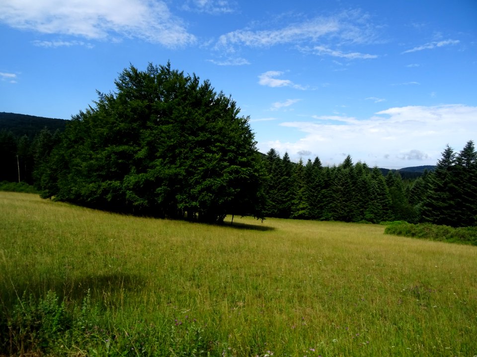 Parc Naturel Régional du Haut Languedoc, forêt domaniale d… 