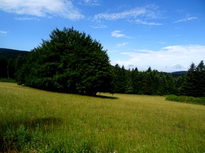 Parc Naturel Régional du Haut Languedoc, forêt domaniale d… 