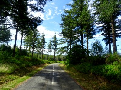 Parc Naturel Régional du Haut Languedoc, forêt domaniale d… 