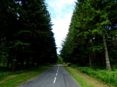 Parc Naturel Régional du Haut Languedoc, forêt domaniale d… 