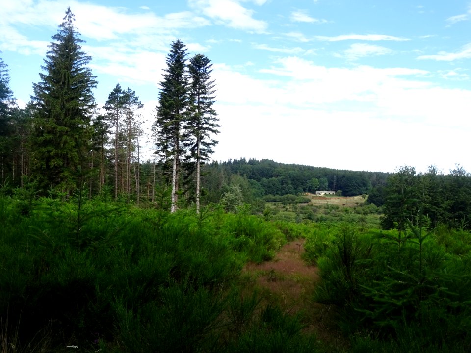 Parc Naturel Régional du Haut Languedoc, forêt domaniale d… 