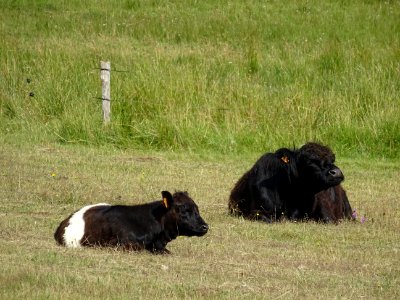 Des vaches à longs poils brun noir, (race Galloway = race … 