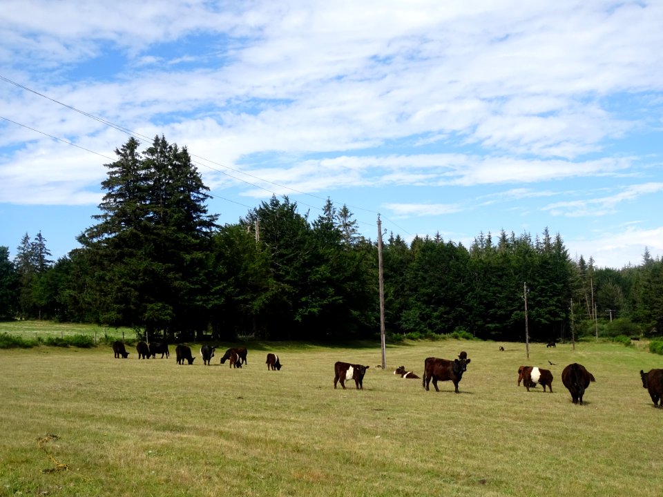Des vaches à longs poils brun noir, (race Galloway = race … 