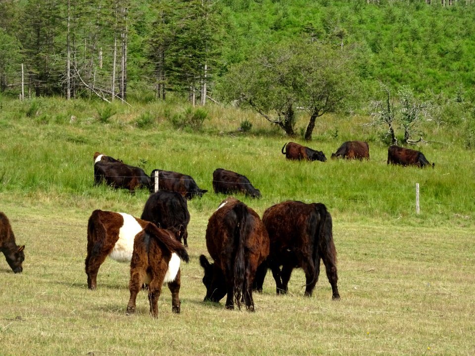 Des vaches à longs poils brun noir, (race Galloway = race … 